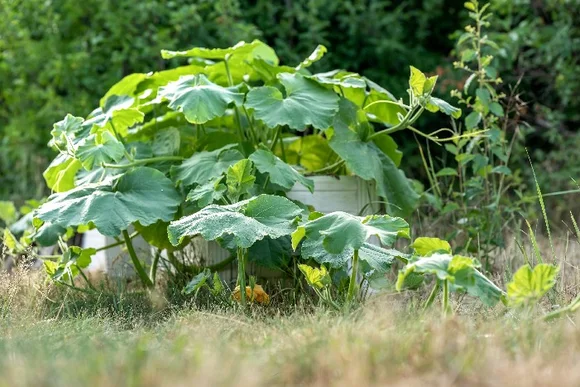 Kürbispflanze im Garten